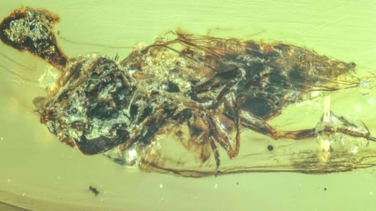 Investigadores descubren en un trozo de ámbar los hongos asesinos que habitaban a la sombra de los dinosaurios