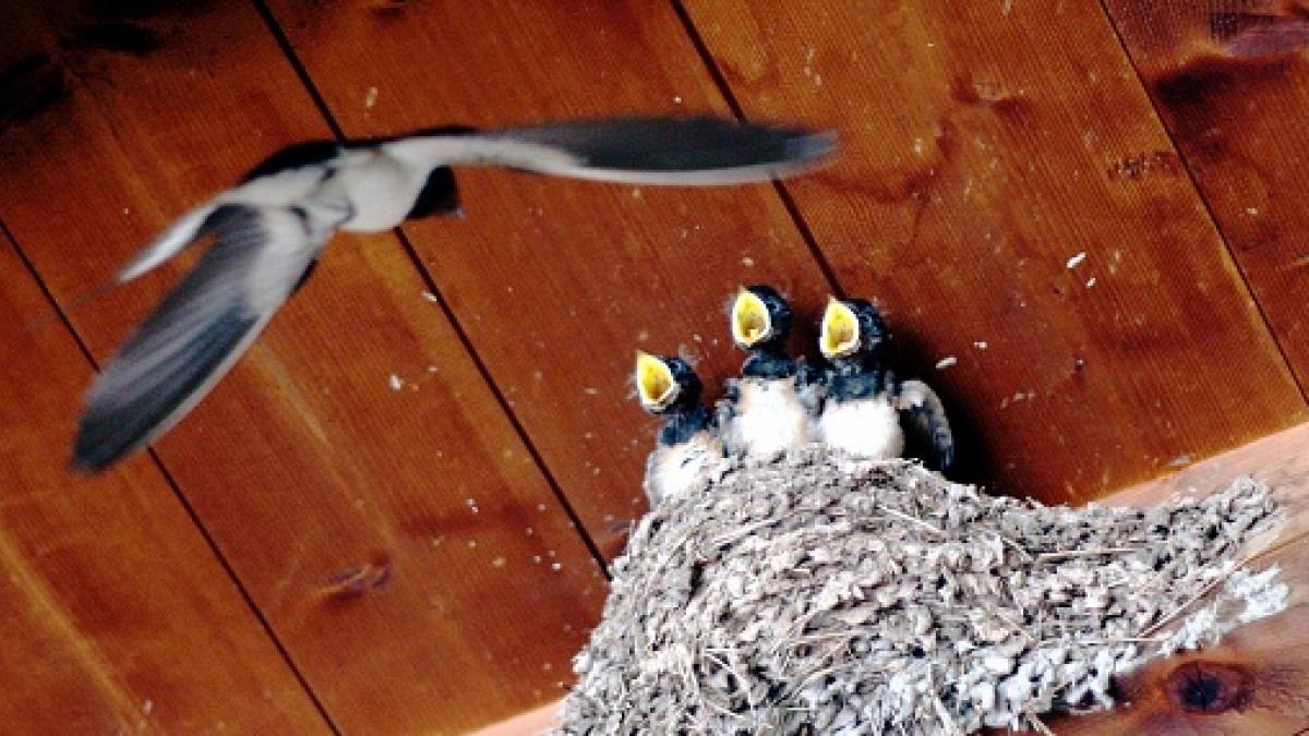 Un hombre en Burgos descubre nidos de golondrina en casa y tras su acción le sobrevuela una multaza
