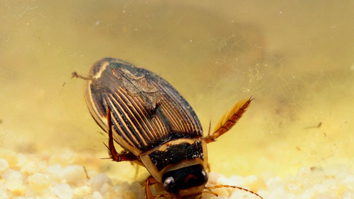 Aviso urgente si ves al escarabajo de apetito bestial que devora todo lo que se encuentra a su paso: no lo recojas