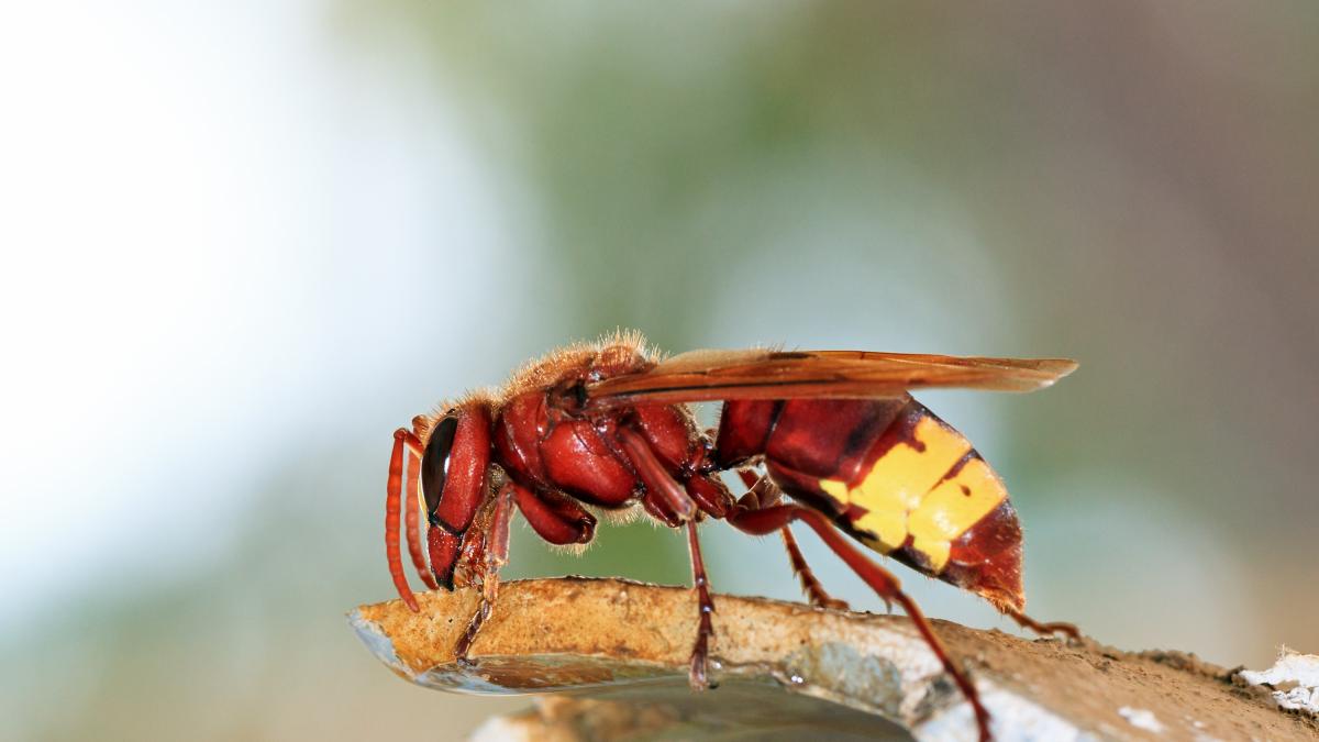 En Reino Unido lanzan alerta por la nueva especie de avispa encontrada en Mallorca
