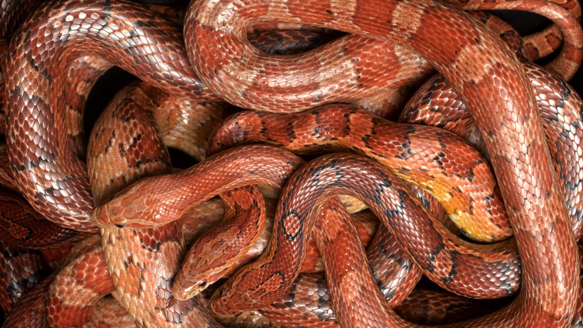 Estupefacción entre los paleontólogos por la aparición de la serpiente de 38 millones de años