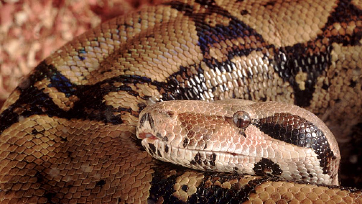 Un hombre tiene una serpiente de 3 metros en su casa y está deseando deshacerse de ella: &quot;Nunca me han interesado&quot;