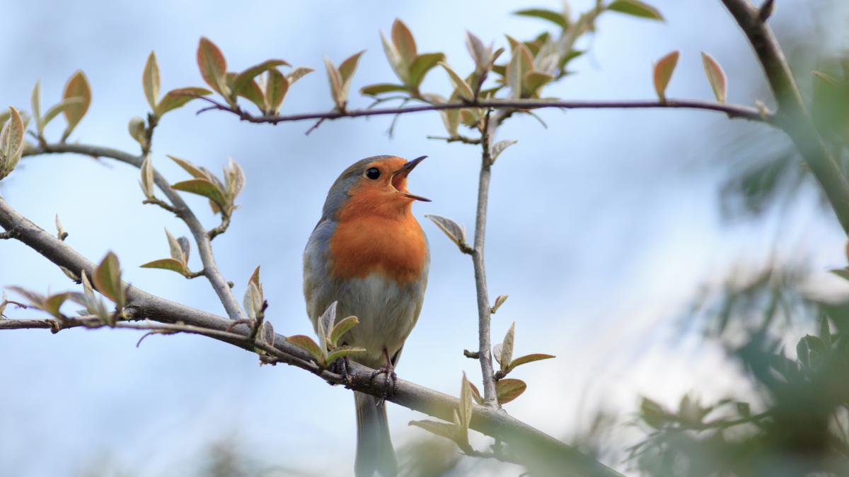 Una mujer cree estar fotografiando a un lindo bebé pájaro hasta que se da cuenta de que está ante un impostor
