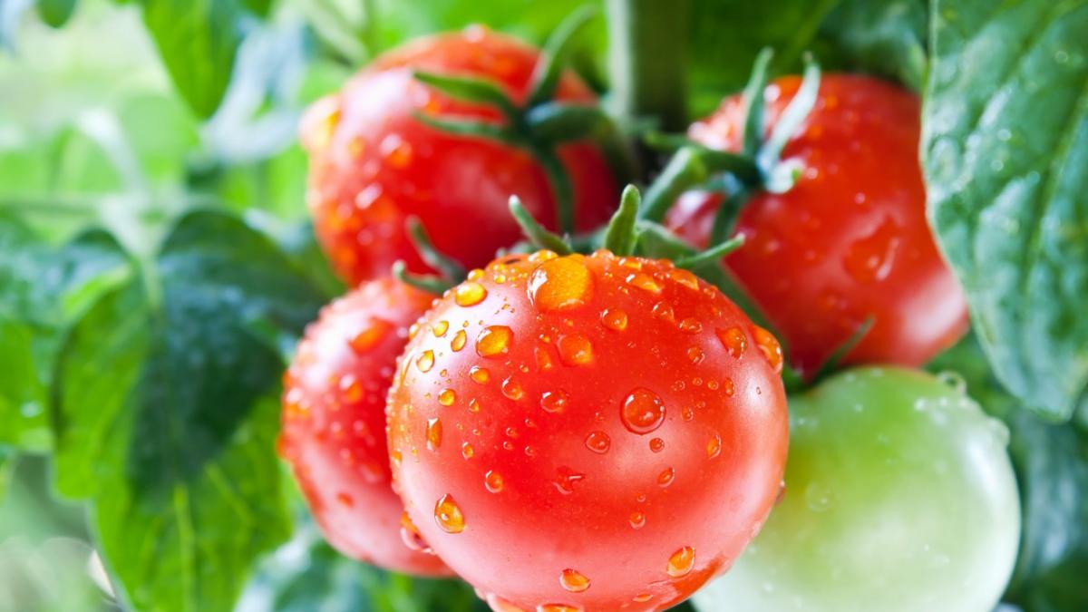 Animan a disolver esta pastilla tan común en España en la regadera para tener unos tomates hermosos