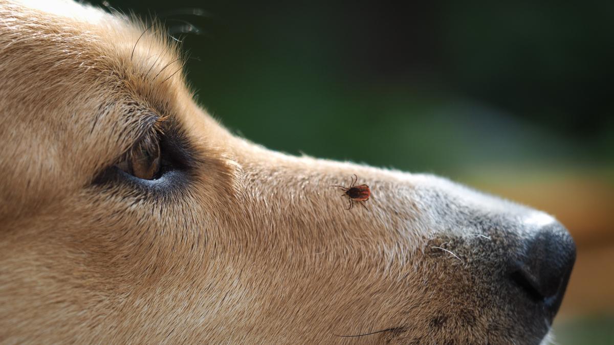Le quita una garrapata al perro, cree que el peligro ha pasado y salta la sorpresa: &quot;¿Es posible que haya dos?&quot;