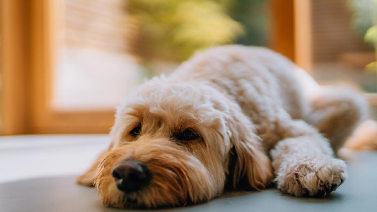 Su perro le demuestra tal cariño que vende su Ferrari para abrir un refugio: &quot;Lo que podía hacer era salvar perros toda mi vida&quot;
