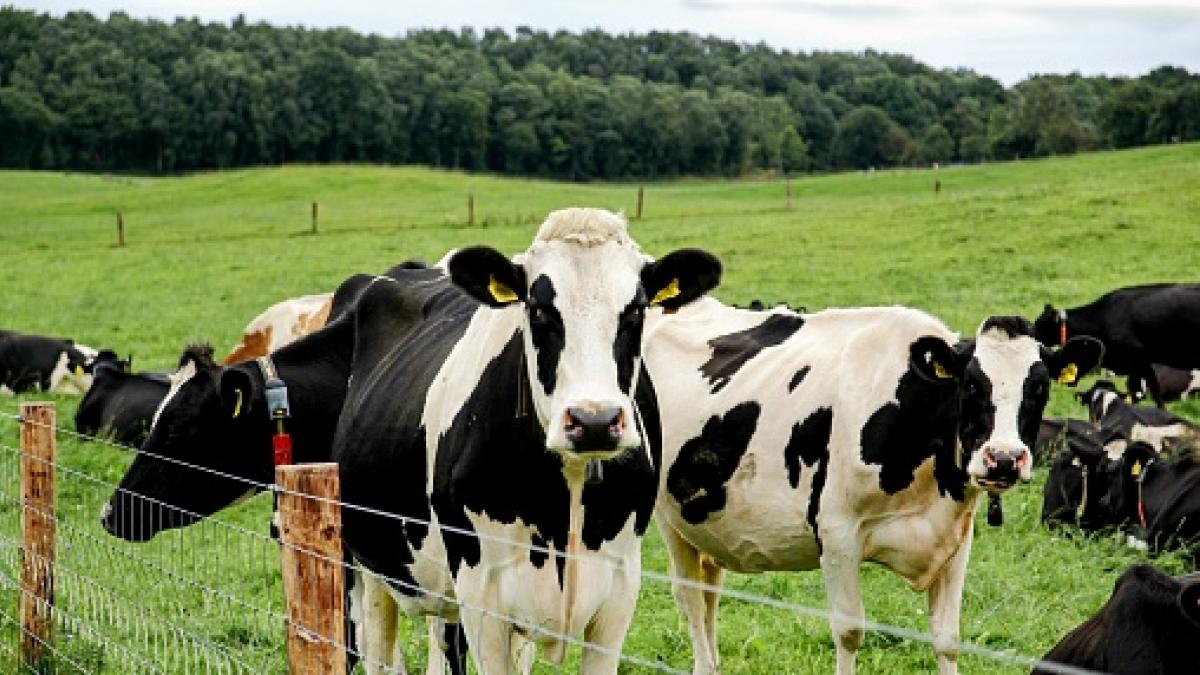 Alejandro Valmaseda, veterinario: &quot;La vaca es el animal más fácil de curar y el más difícil uno exótico&quot;