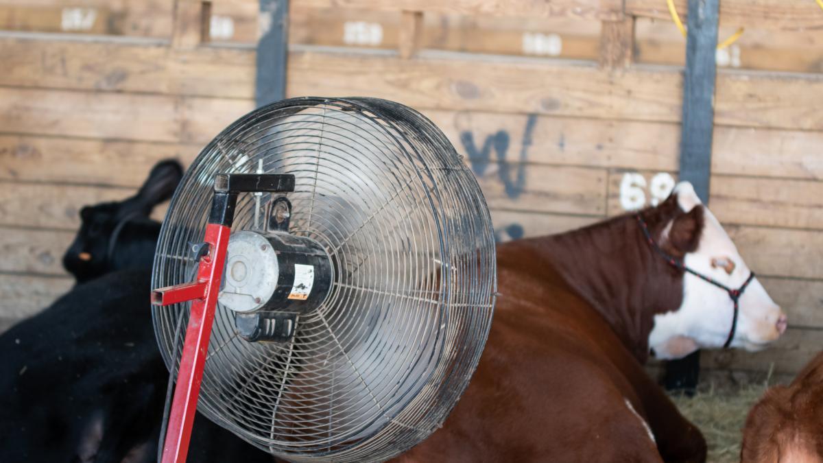 Las vacas sufren los estragos del calor y encuentran la solución de 35.000 euros para mantenerlas frescas:  Parecían felices 