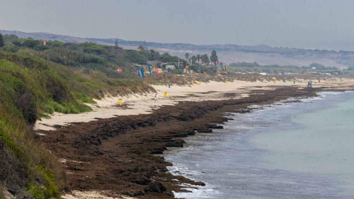  The Guardian  se hace eco de la plaga que se extiende por las playas españolas y lanza una advertencia