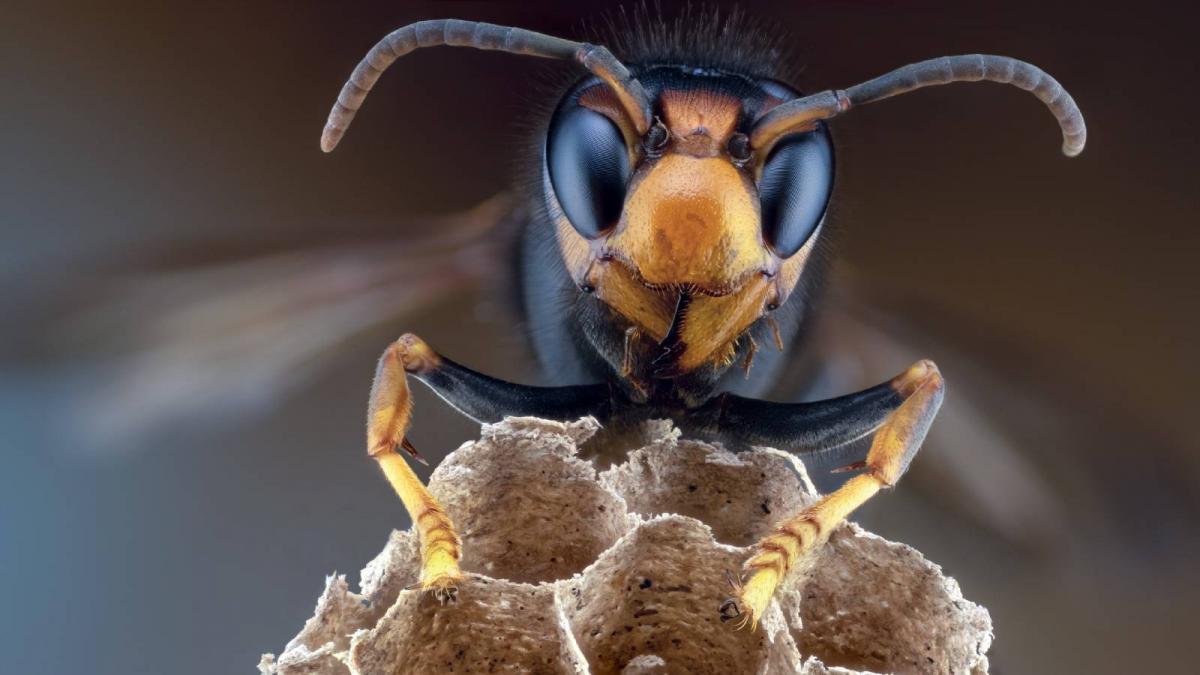 Las avispas más temidas anidan en su casa, saca el spray y la reacción de los insectos le hace llamar al experto