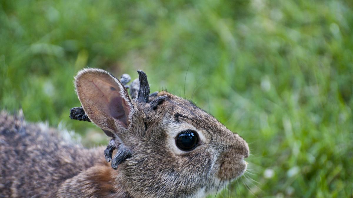 Rafaela nery fodendo BLOG Rafaela Nery fudendo gostoso e