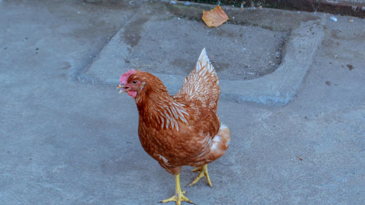 Invasión de gallinas en Alicante: Torrevieja no consigue deshacerse de los 700 ejemplares que pasean por sus calles