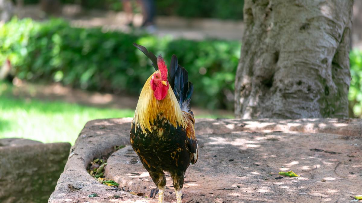 Diez años de cacareos, una licitación fallida y un gallinero urbano en Torrevieja sin solución a la vista