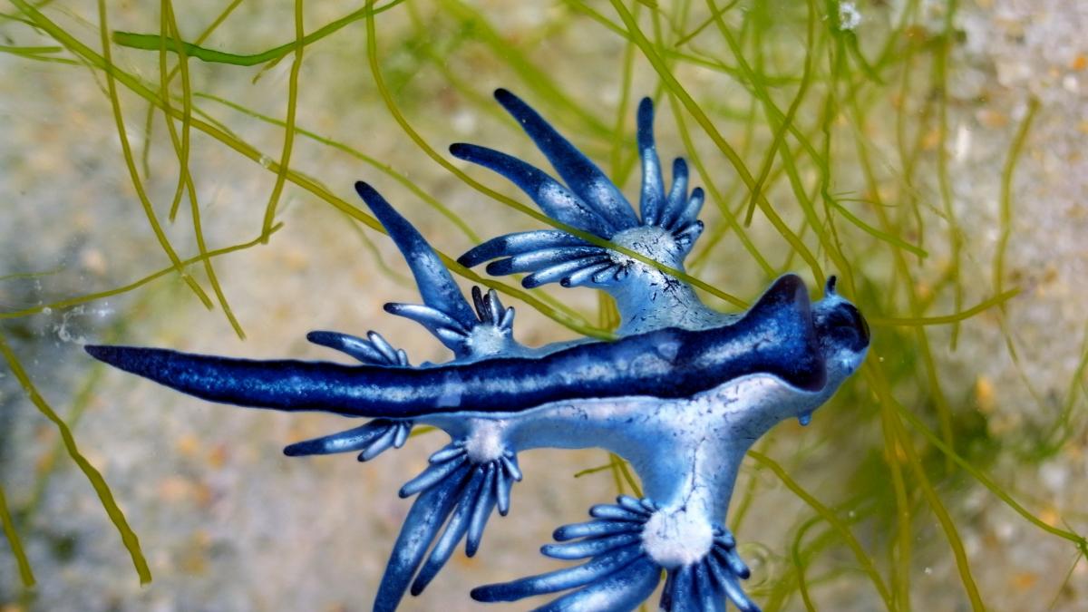 En Europa observan con atención el  dragón azul  que provoca la prohibición de bañarse en estas playas españolas