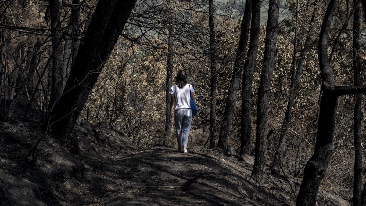 Mejora la situación de los incendios en Galicia y se reducen a dos los grandes fuegos que permanecen activos