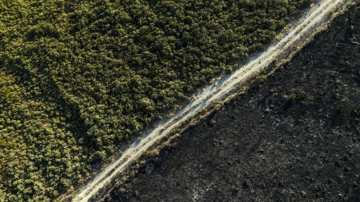 En la raíz de los incendios: ¿por qué el problema empieza con un bosque desordenado?