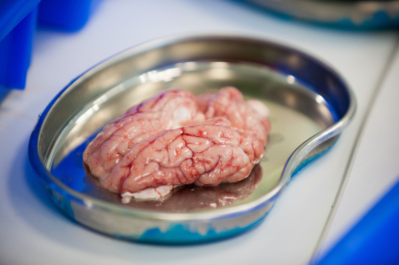 Un cerebro de animal en un laboratorio. 