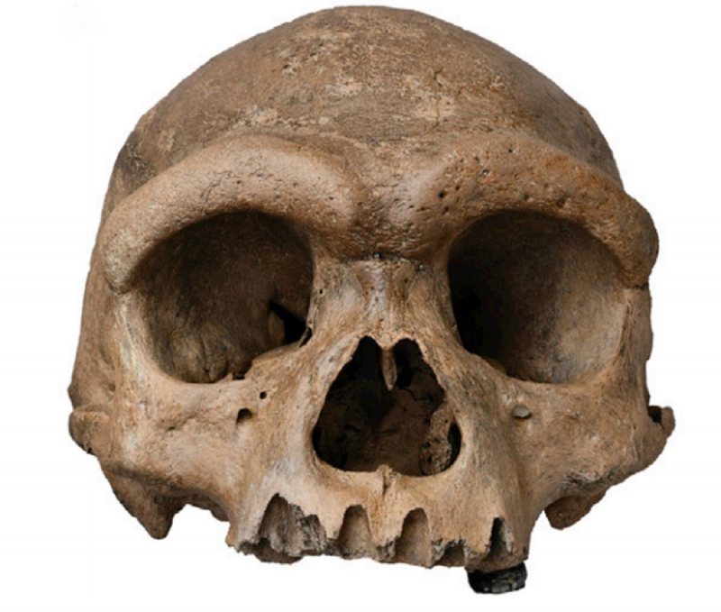 Imagen del cráneo de Harbin (China), perteneciente al llamado 'Hombre Dragón'