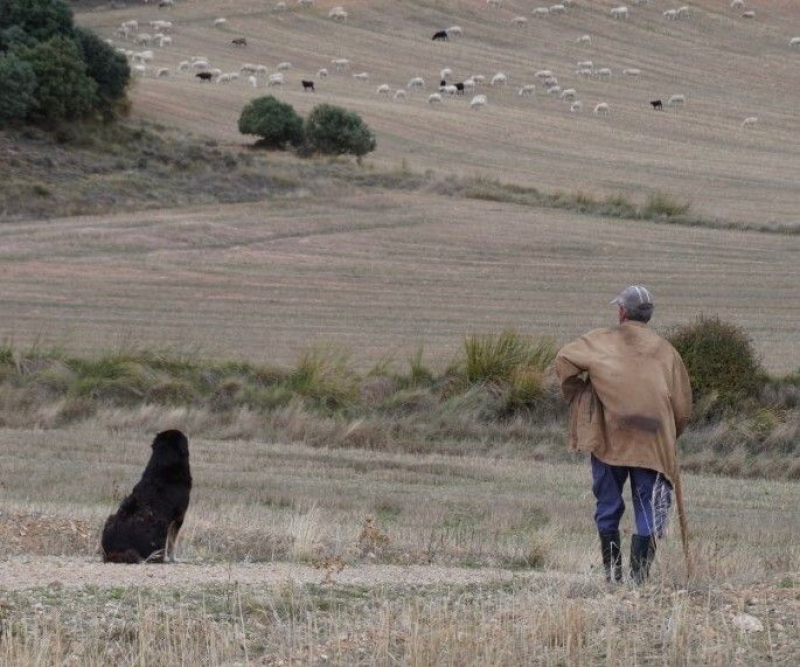 Un pastor de 82 años, junto a su perro, cuidan de los ovejas en un campo de Soria.