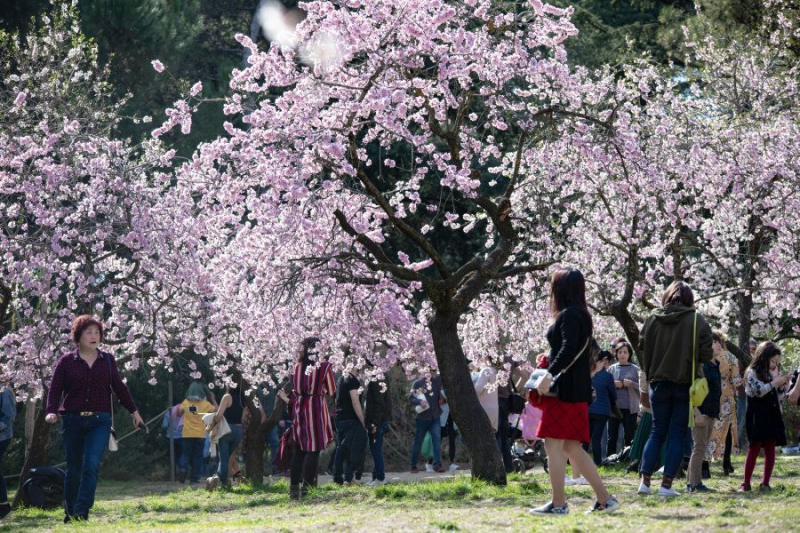 Primavera en Madrid: la floración de los almendros en la Quinta de los  Molinos