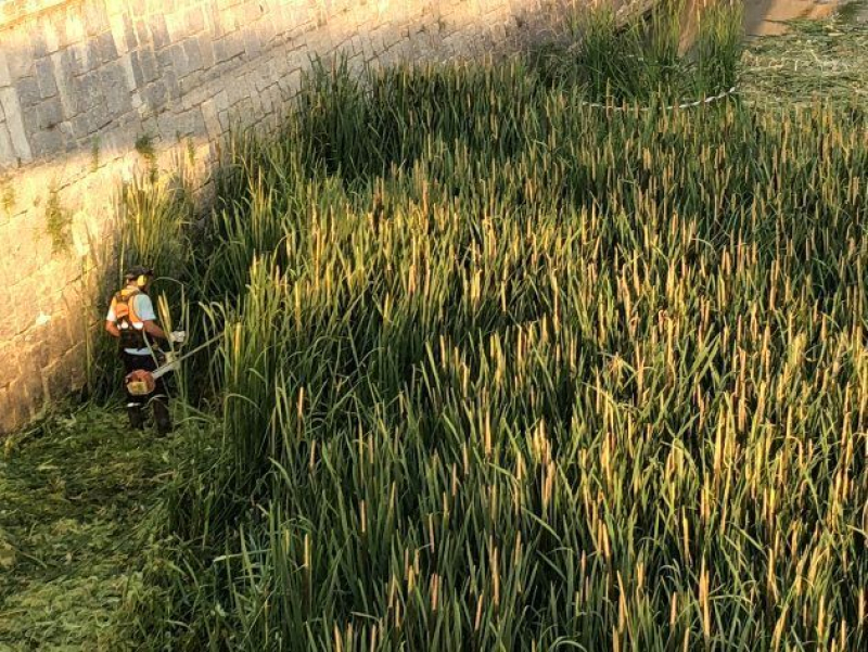 Un operario corta la vegetación en el Manzanares a su paso por Madrid Río.