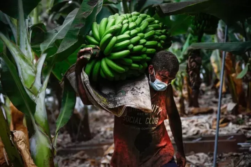 Un hombre carga una mata de plátano bajo la ceniza del volcán de Cumbre Vieja en La Palma. Kike Rincón / Europa Press.