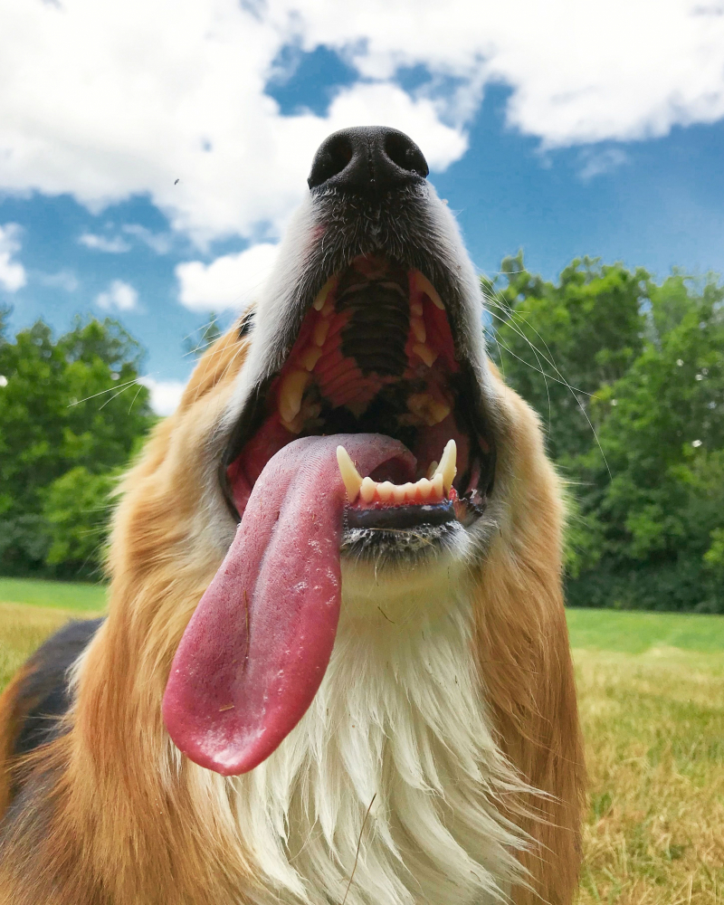Boca de perro con la lengua fuera.