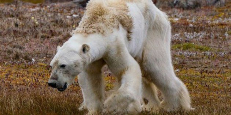 Foto un oso polar desnutrido tomada por Paul Nicklen en el Ártico canadiense, imagen que se ha relacionado con los efectos del cambio climático.