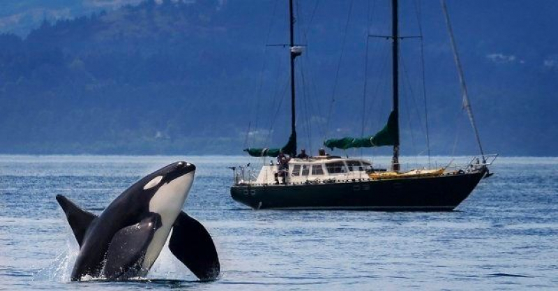 Avistamiento de orcas