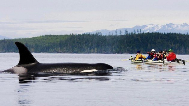 Avistamiento en Alaska