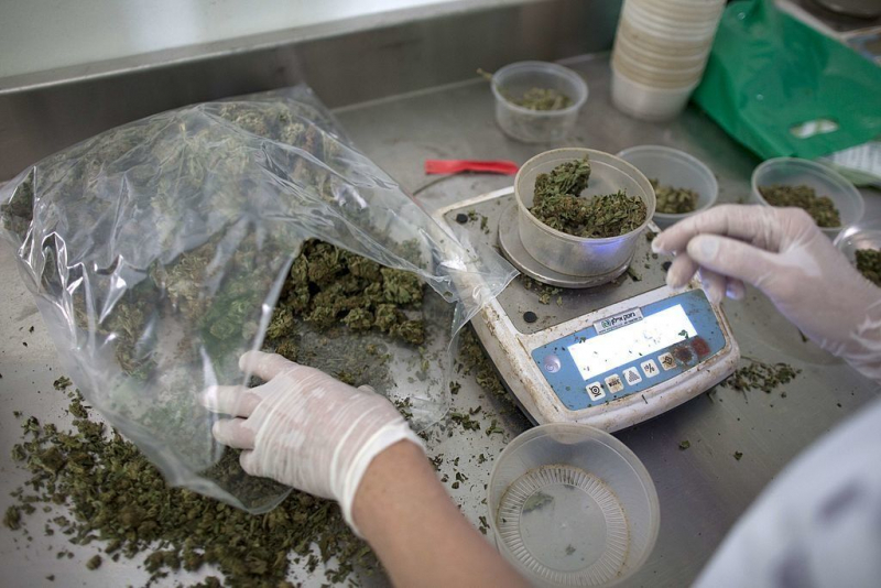 An Israeli woman weighs cannabis in the Tikkun Olam greenhouse, near the northern Israeli city of Safed, on November 1, 2012, where the company grows medical cannabis. Tikkun Olam has developed unique strains of the drug without psychoactive eff...