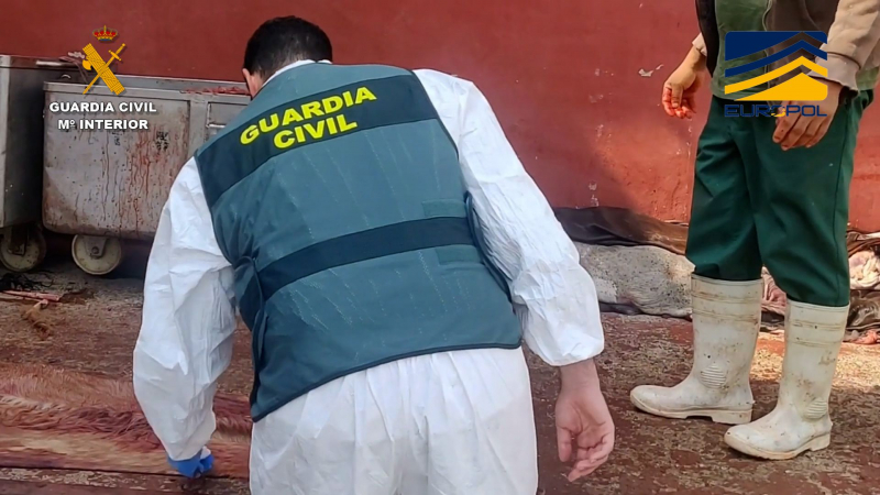 El epicentro de la trama era una explotación ganadera en la provincia de Valencia que operaba de forma clandestina desde 2019 cuando le fueron restringidas las entradas y salidas de caballos.