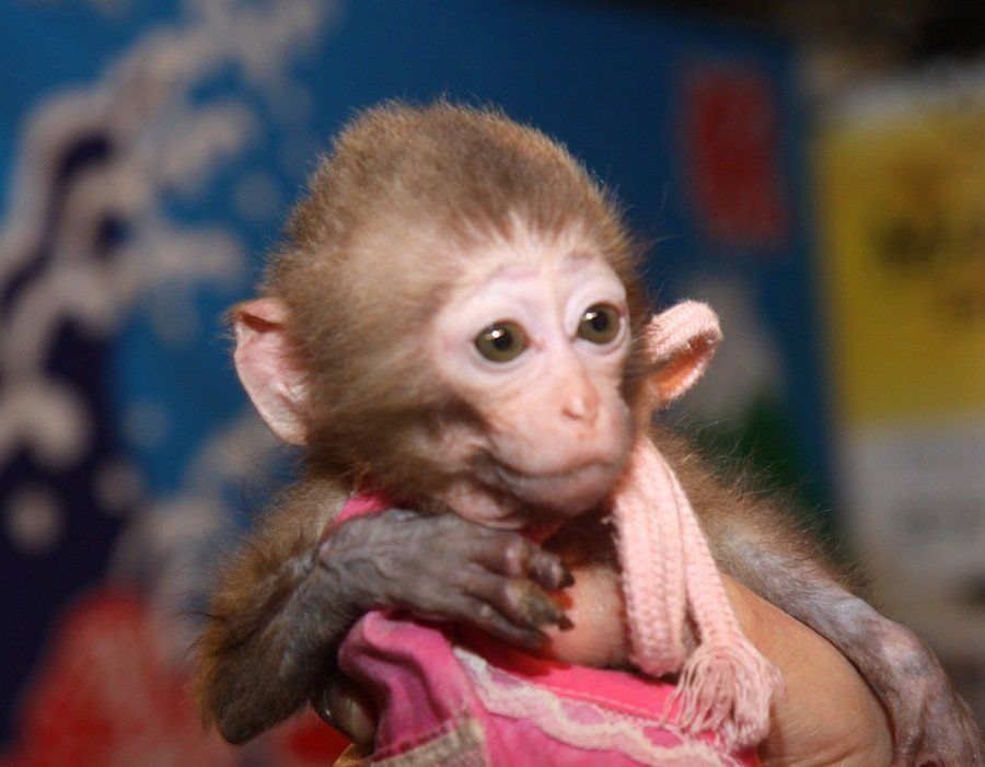 Bichinos de la semana bebés monos muuuuuuuuuuy monos (FOTOS)
