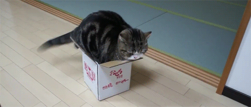 ¿Qué hace un gorila ante una caja de gatitos? Caer rendido de amor (VÍDEO)