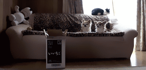 ¿Qué hace un gorila ante una caja de gatitos? Caer rendido de amor (VÍDEO)