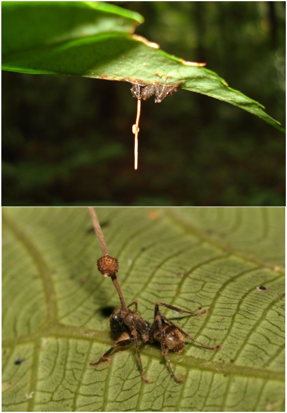 El hongo 'zombificado' que convierte en zombi todo insecto que toca
