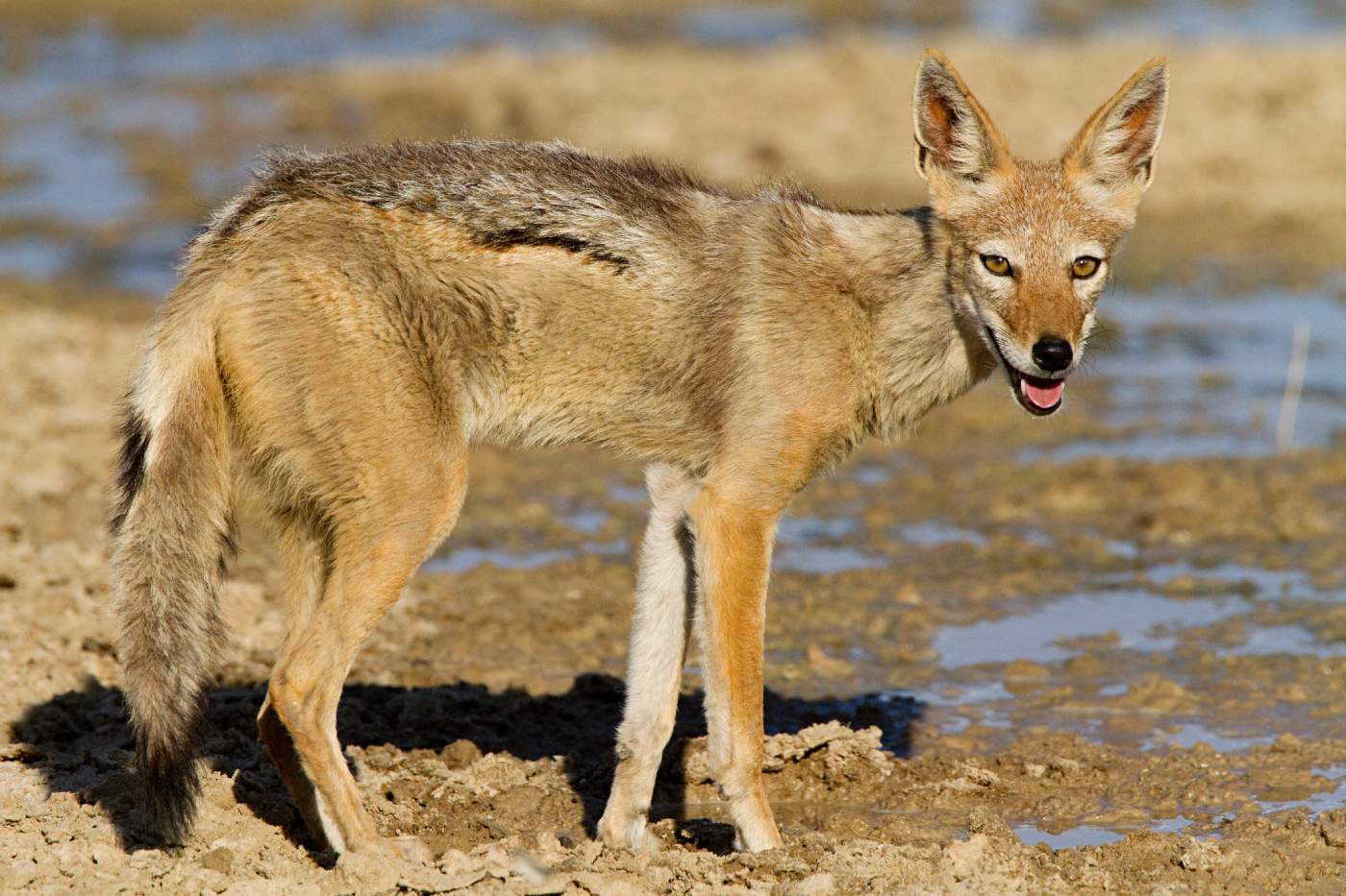 Detectan Y Graban Por Primera Vez La Presencia De Un Chacal Dorado Vivo 