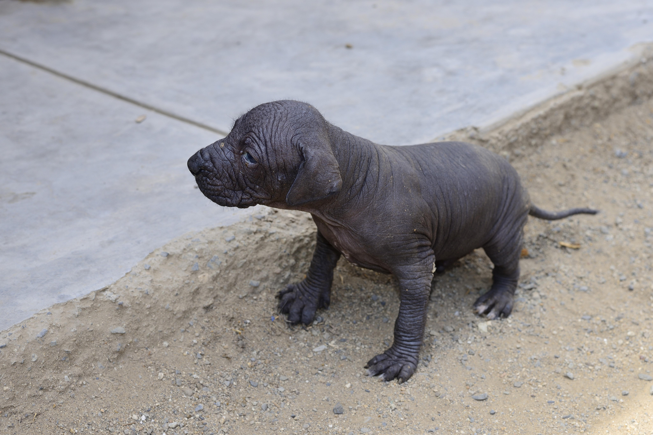 Perro Rara Esta es la esperanza de vida de la raza de perro más rara del mundo