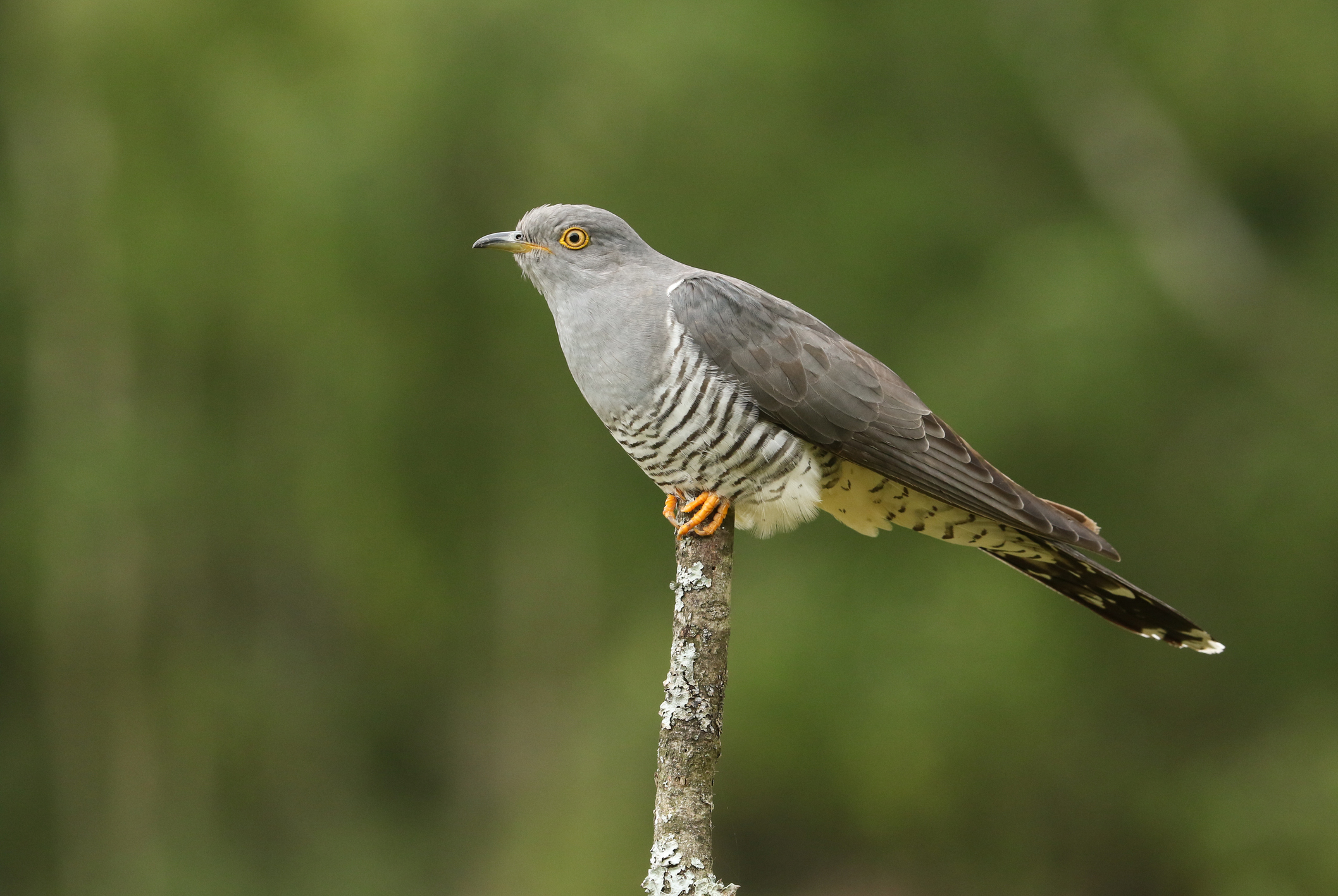 El antídoto de la naturaleza para acabar con la plaga mortal para los ...