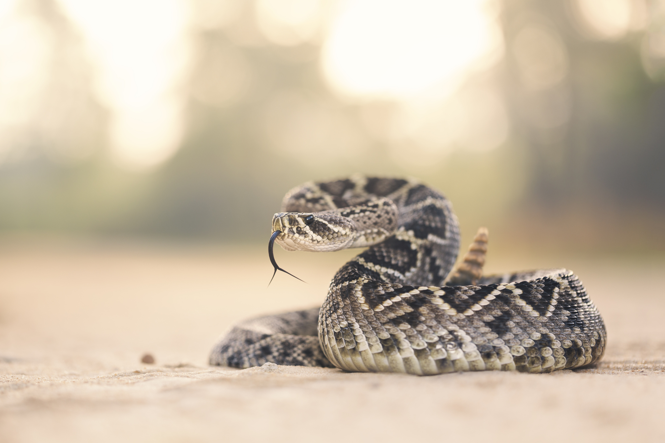 El joven siente un pinchazo, ve a la serpiente de cascabel pero lo peor ...